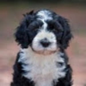 Meet your Posher, Charlotte